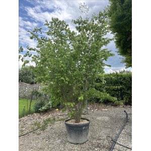  Zelkova ostrolistá (Zelkova serrata) - výška 300-350 cm, kont. C180L - VIACKMENNÁ